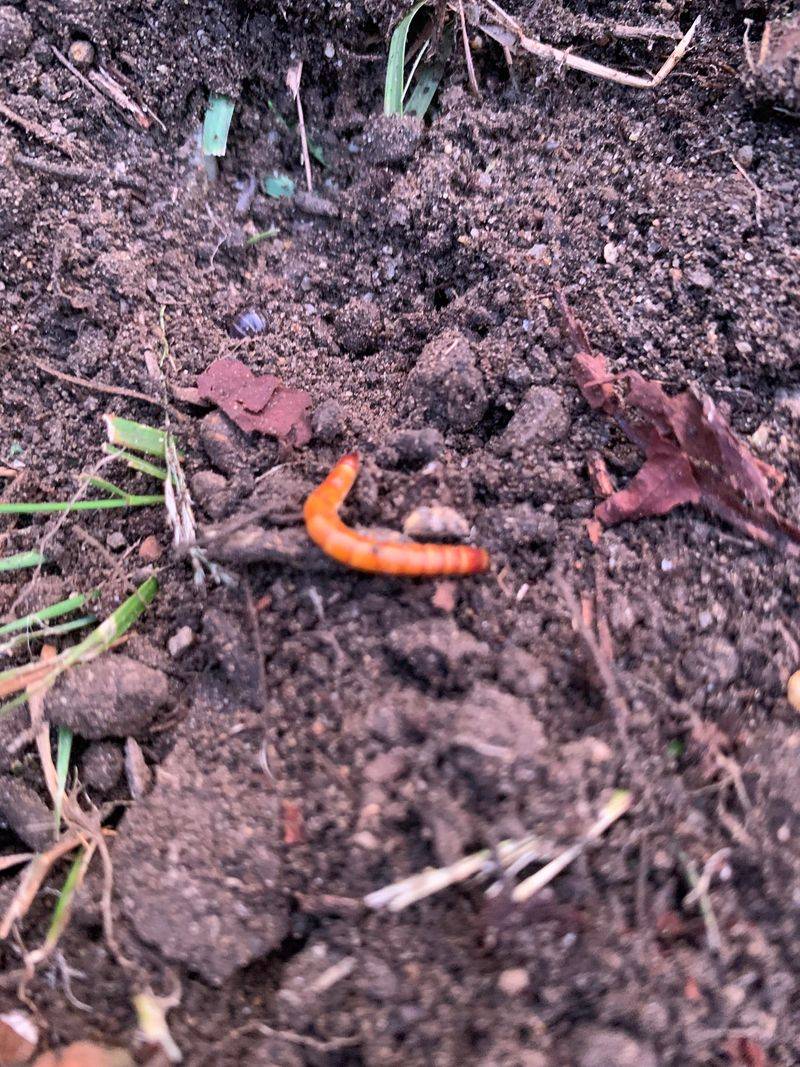 Wireworm Damage