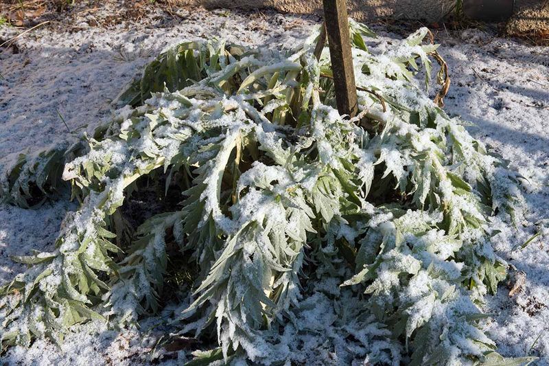 Neglecting Winter Protection