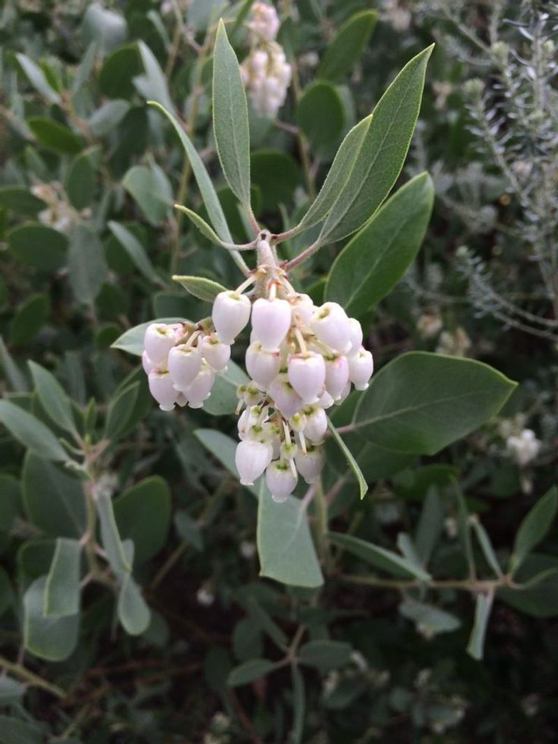 Saint Helena Olive (Nesiota elliptica)