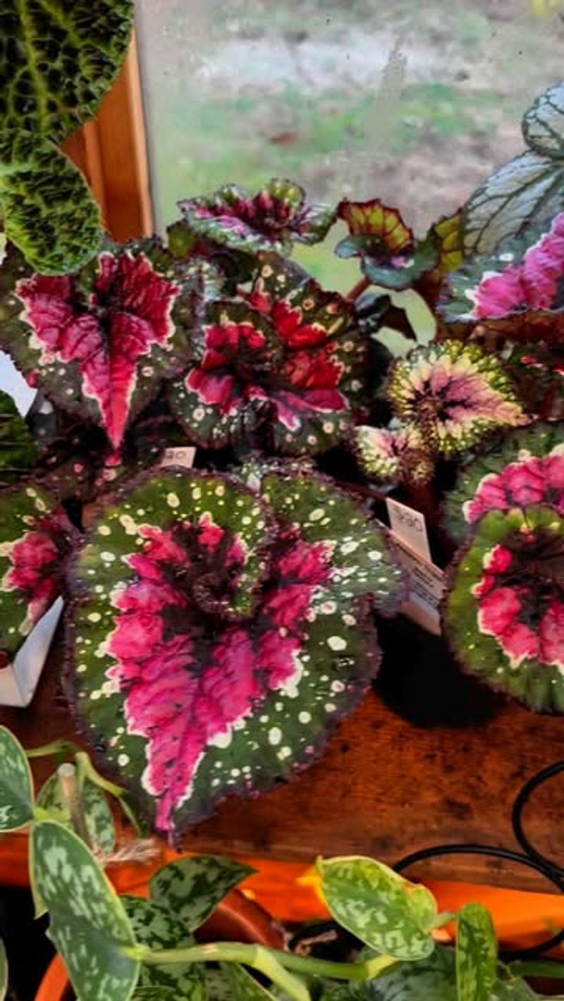 Rex Begonia