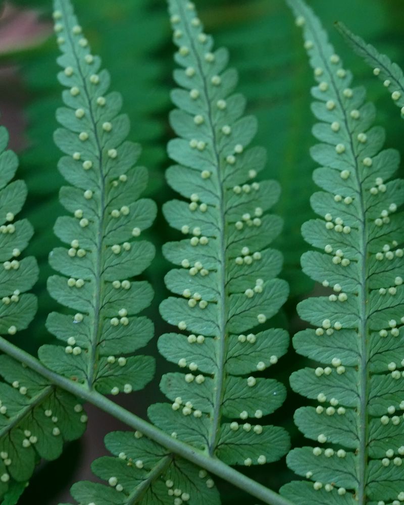 Marginal Wood Fern