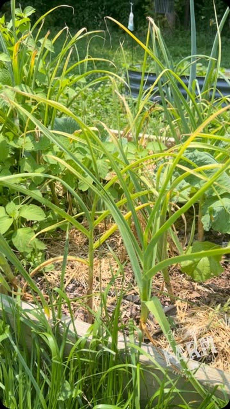 Nutrient Leaching Issues