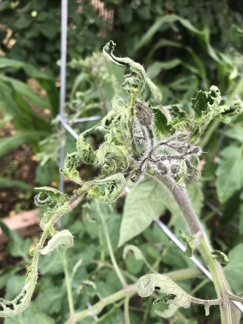 Herbicide Drift