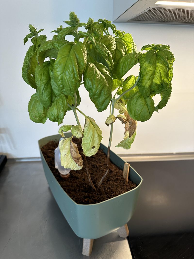 Underwatering