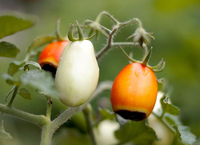 Drought Conditions Limiting Nutrient Transport