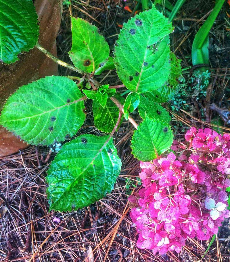 Cercospora Leaf Spot