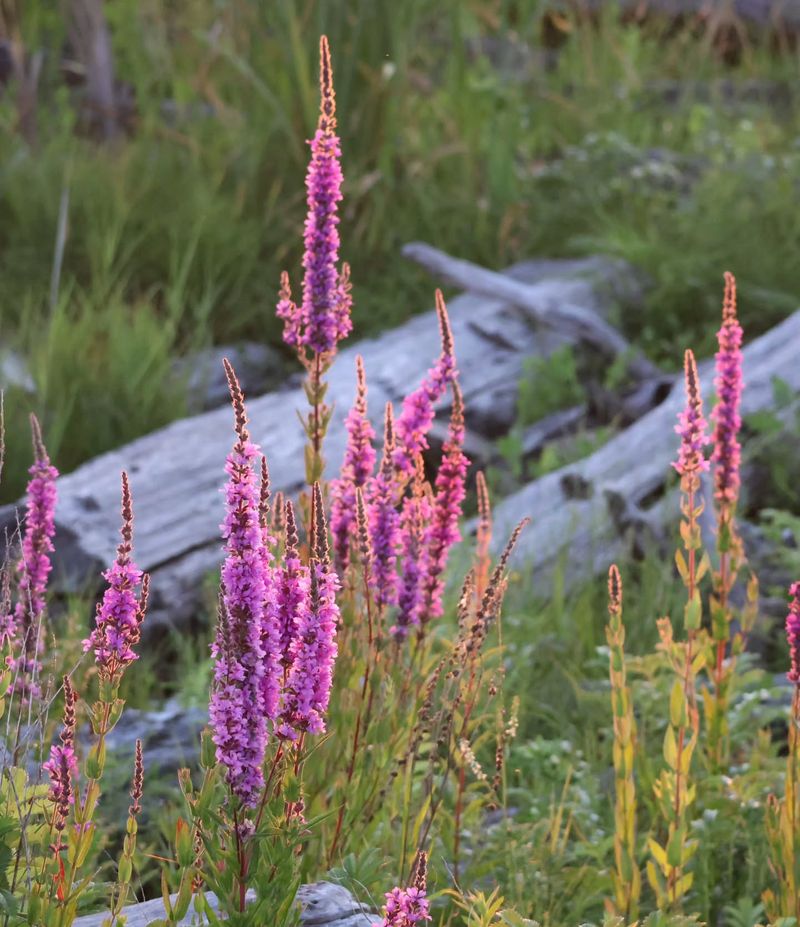 Purple Loosestrife (Lythrum salicaria)