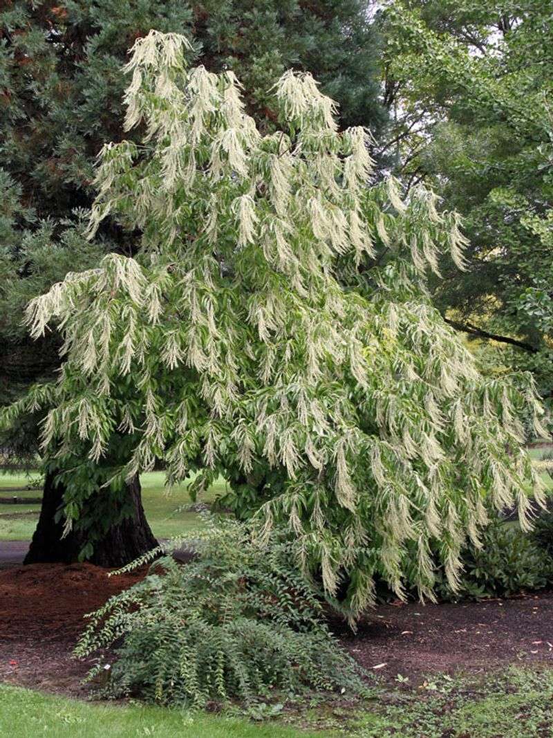 Sourwood