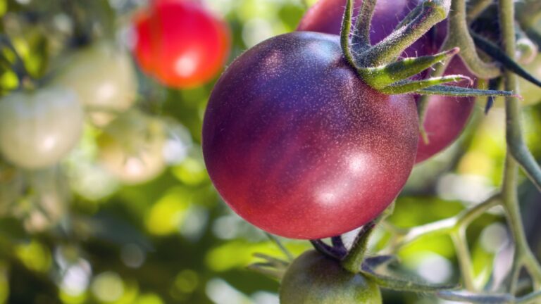 Heirloom Veggies Trending Again In California Gardens