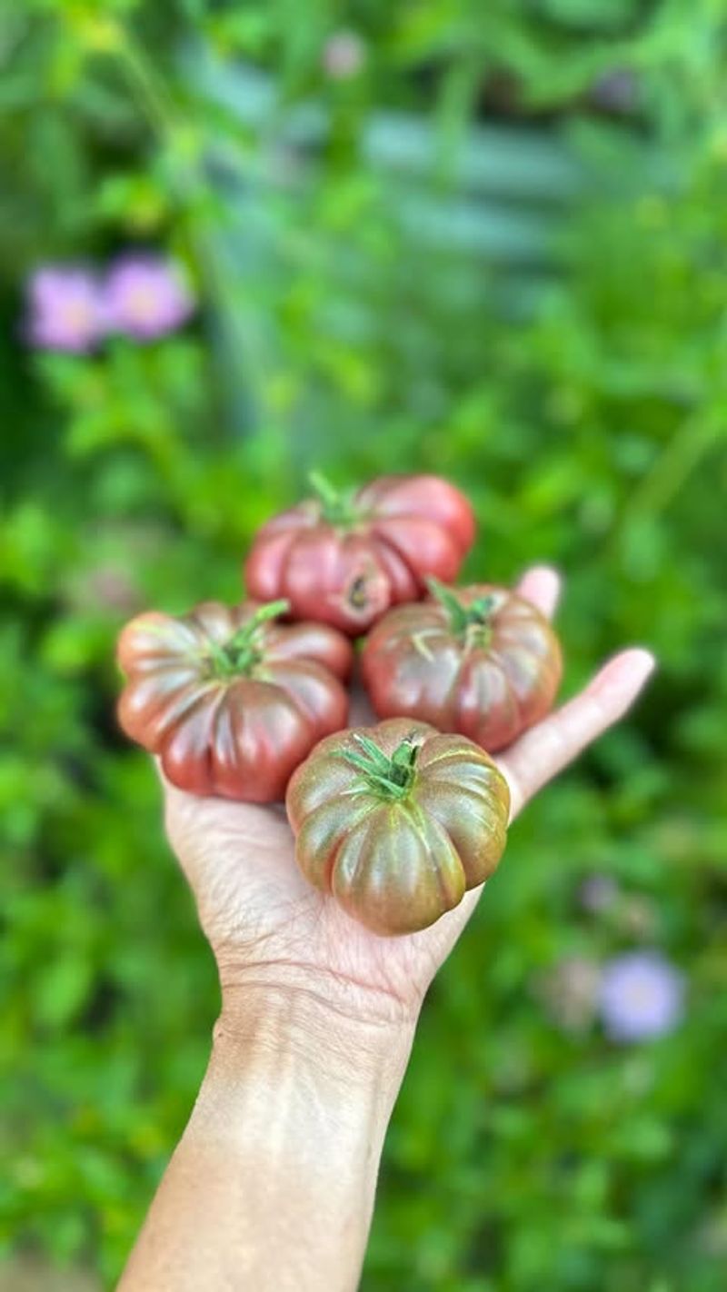 Purple Cherokee Tomatoes