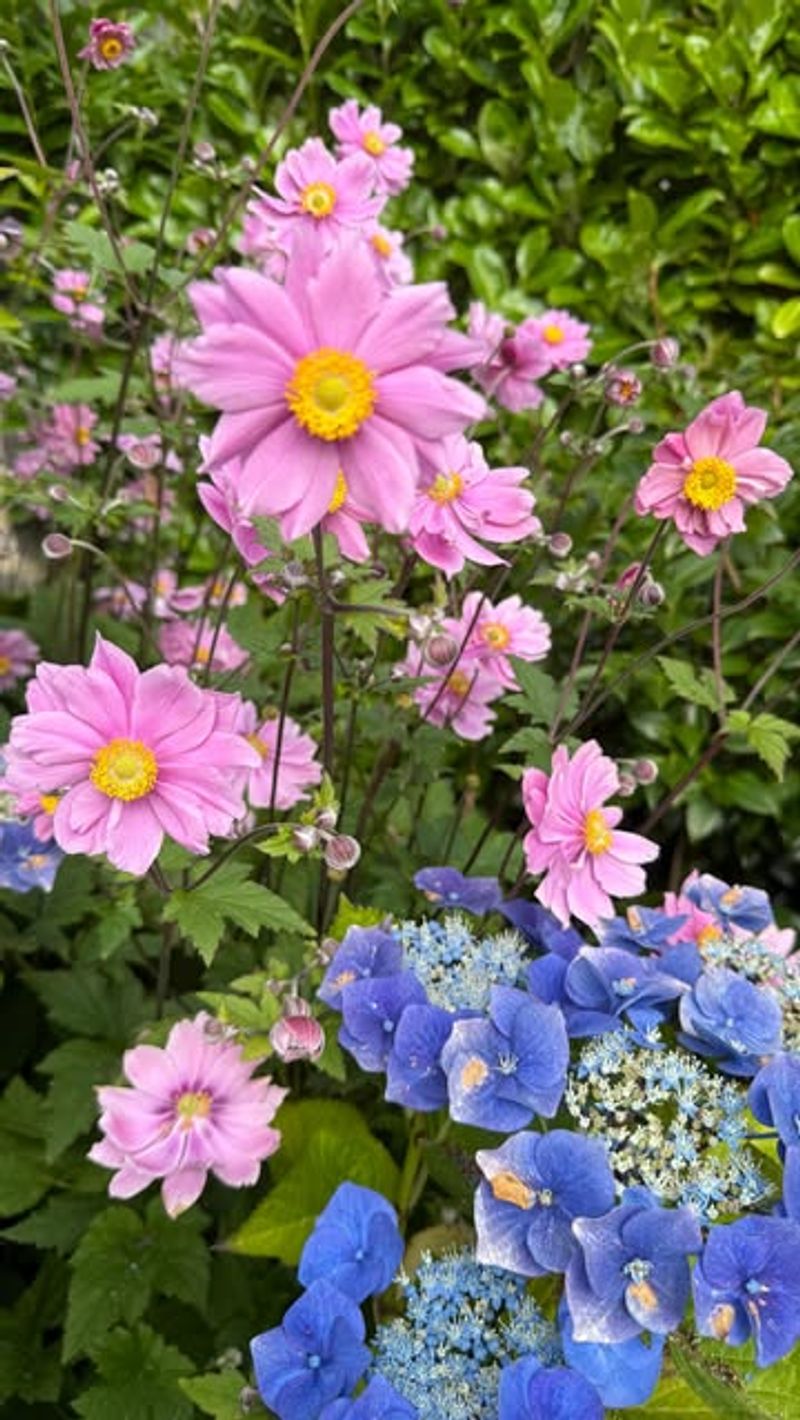 Japanese Anemone