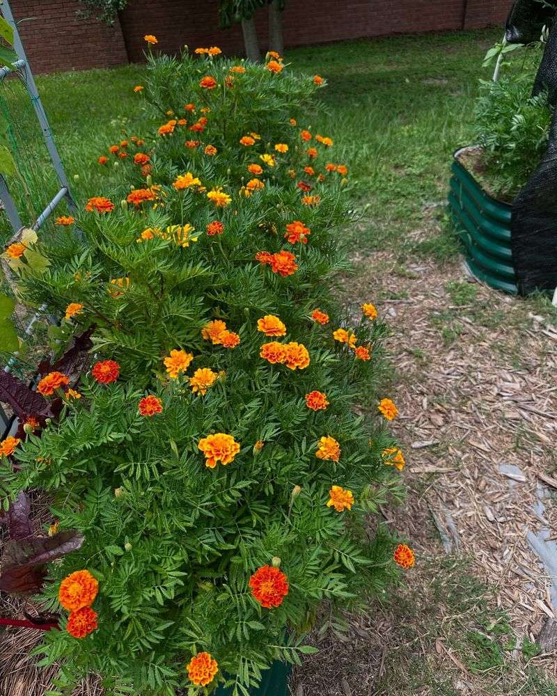 Marigolds