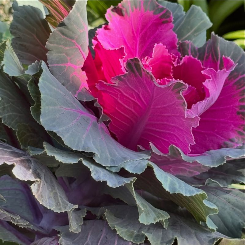Ornamental Kale and Cabbage