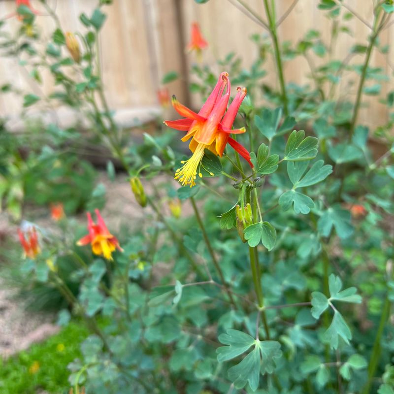 Columbine (Aquilegia)