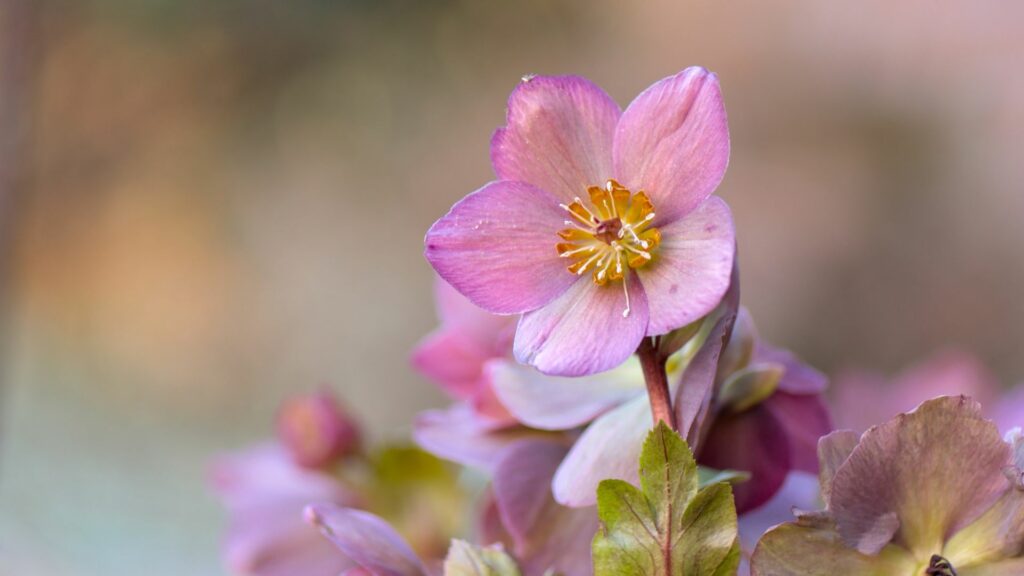 Hellebores