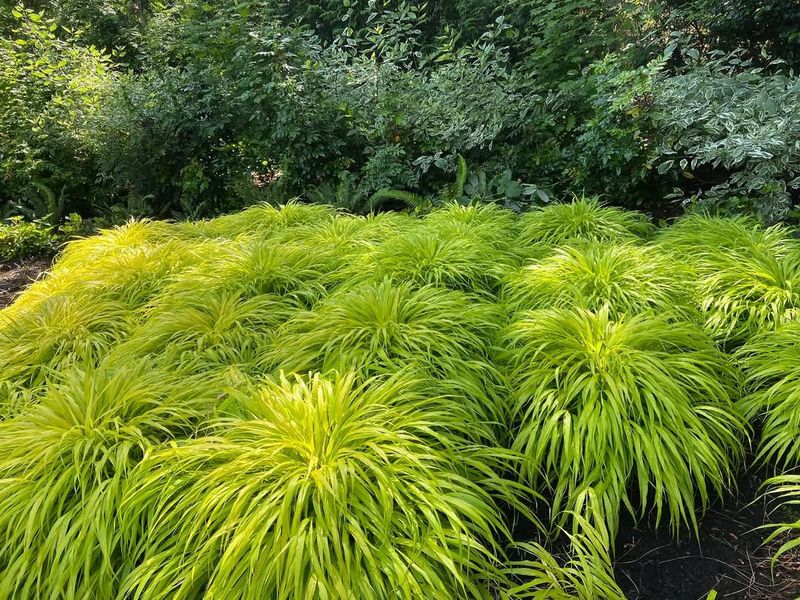 Japanese Forest Grass For Elegant Movement