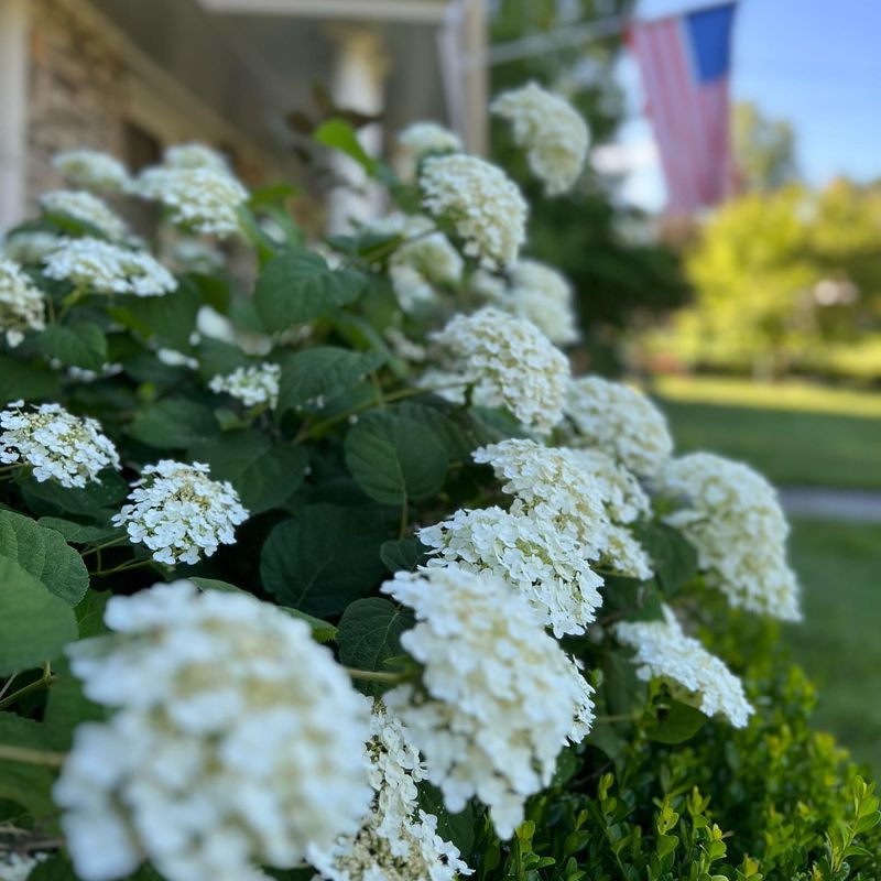 Hydrangea 'Annabelle': The Indestructible Bloomer