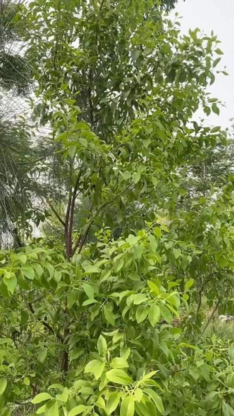 Sandalwood: The Fragrance Worth Fighting For