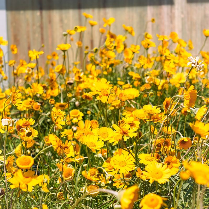 Four-Nerve Daisy