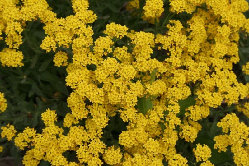 Basket-Of-Gold