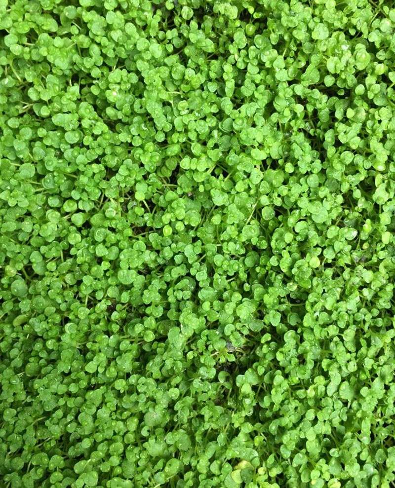 Corsican Mint