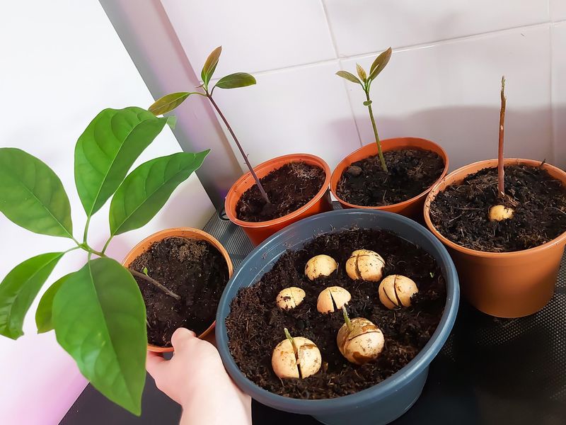Avocado Pits: Patience in Plant Form