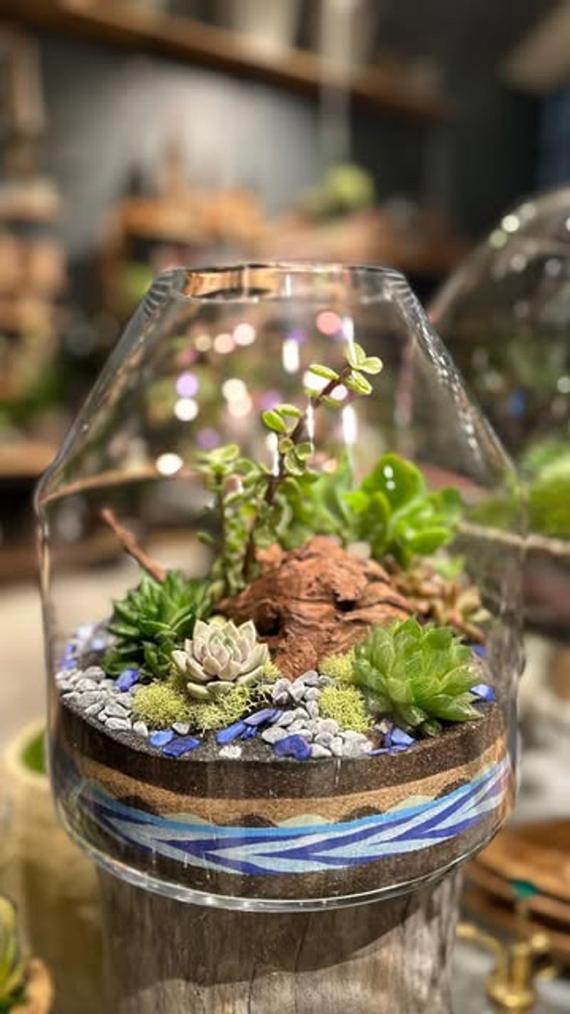 Succulent Terrarium Display