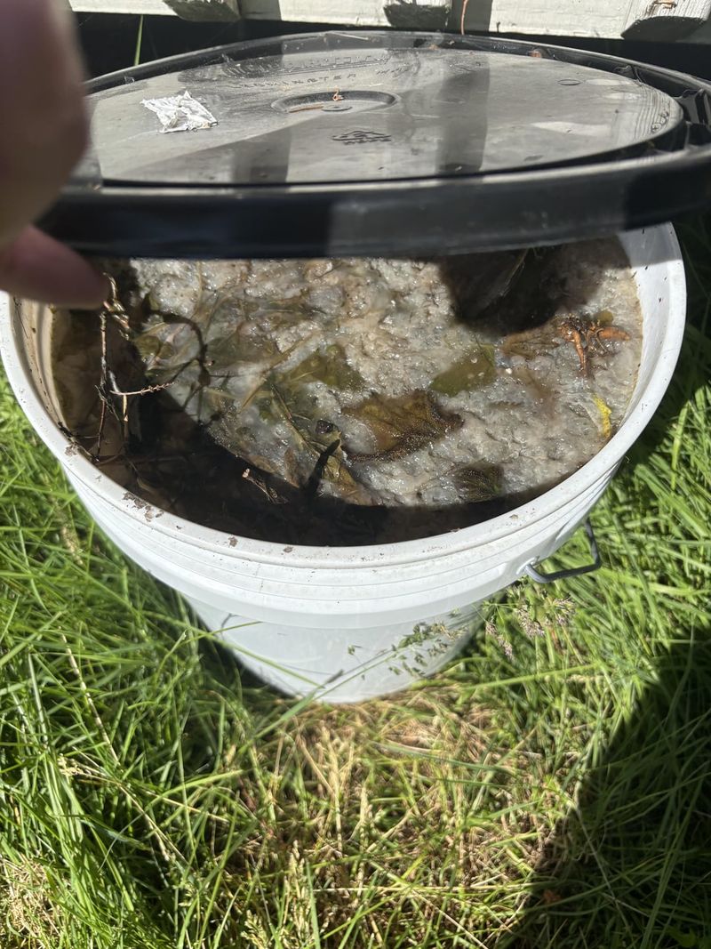 Weeds Tea Fertilizer