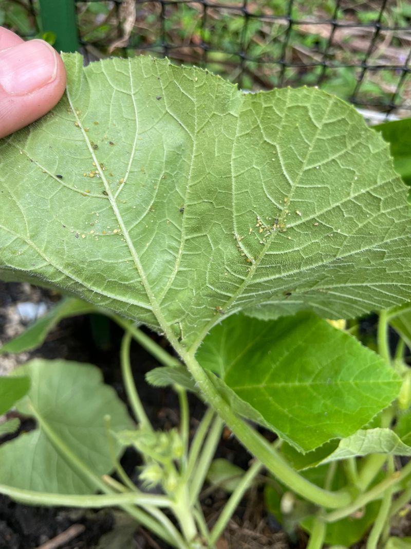 Aphid Colonies
