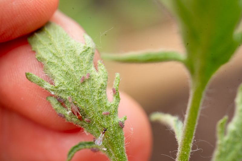 Aphid Infestations Cause Curling