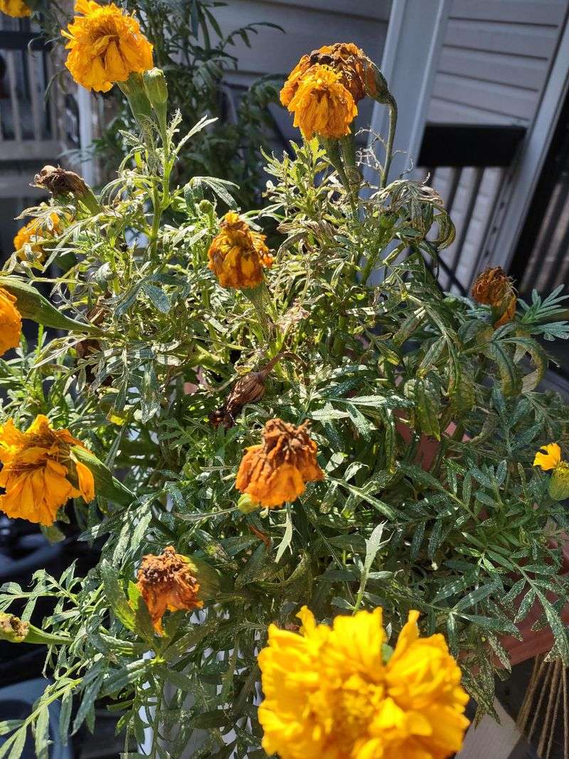 Thrips Invasion