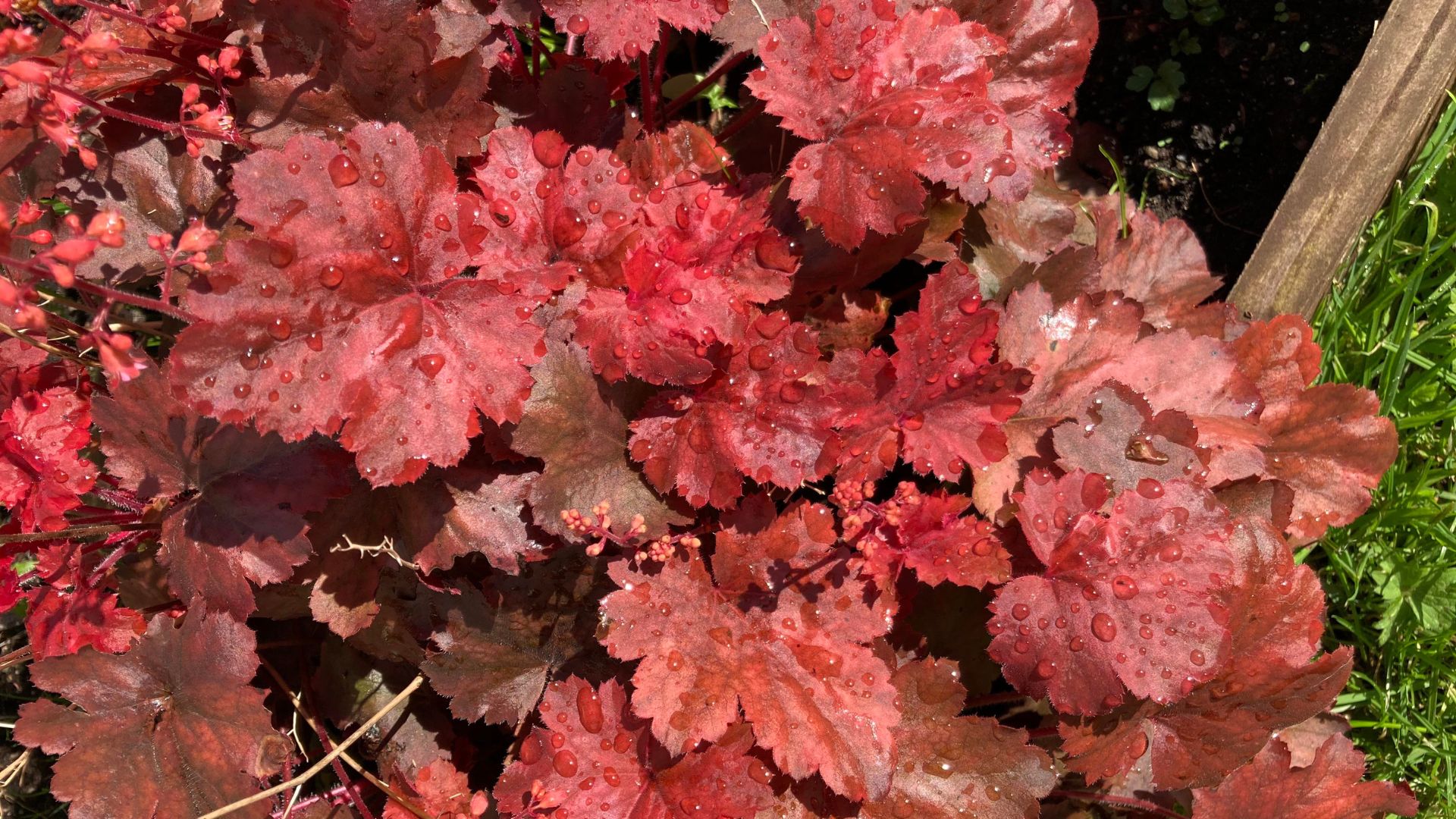Heuchera