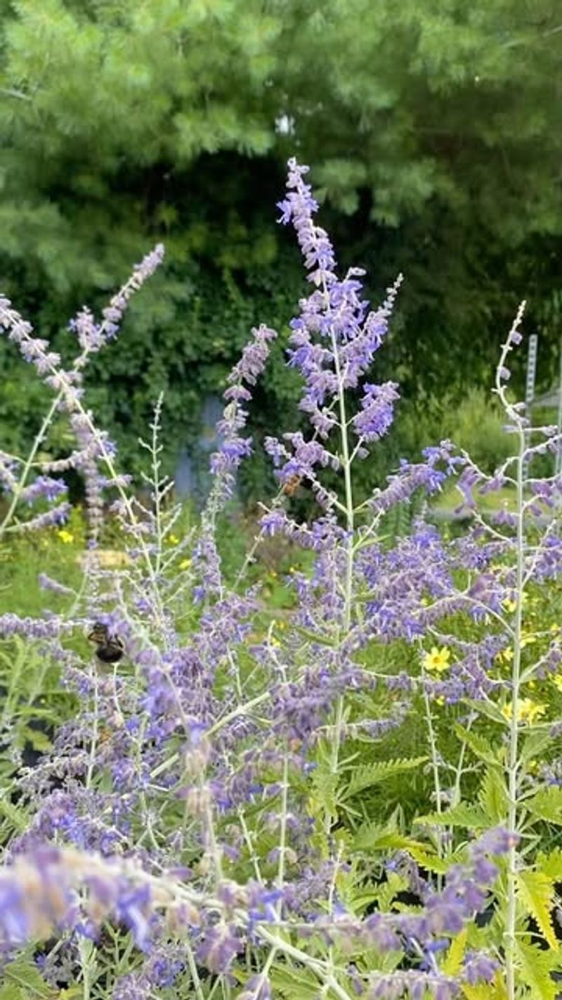 Russian Sage