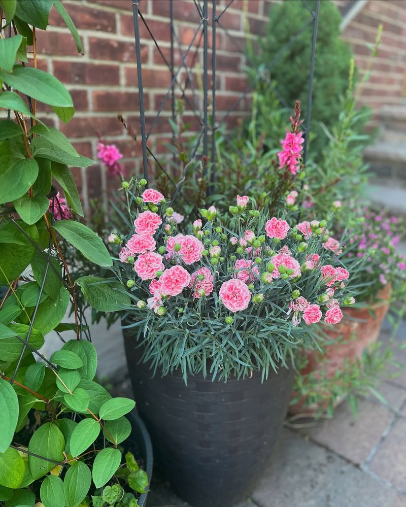 Dianthus