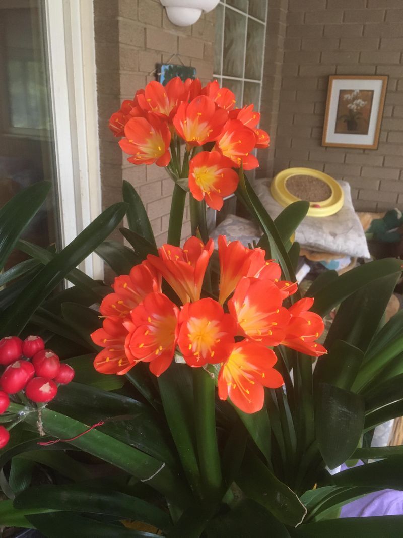 Clivia