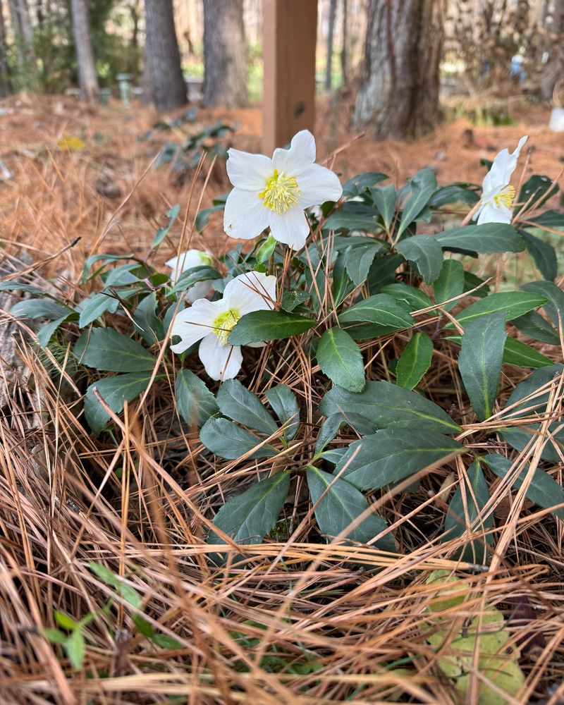 Hellebore