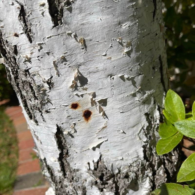 Birch Trees Succumb to Bronze Borers