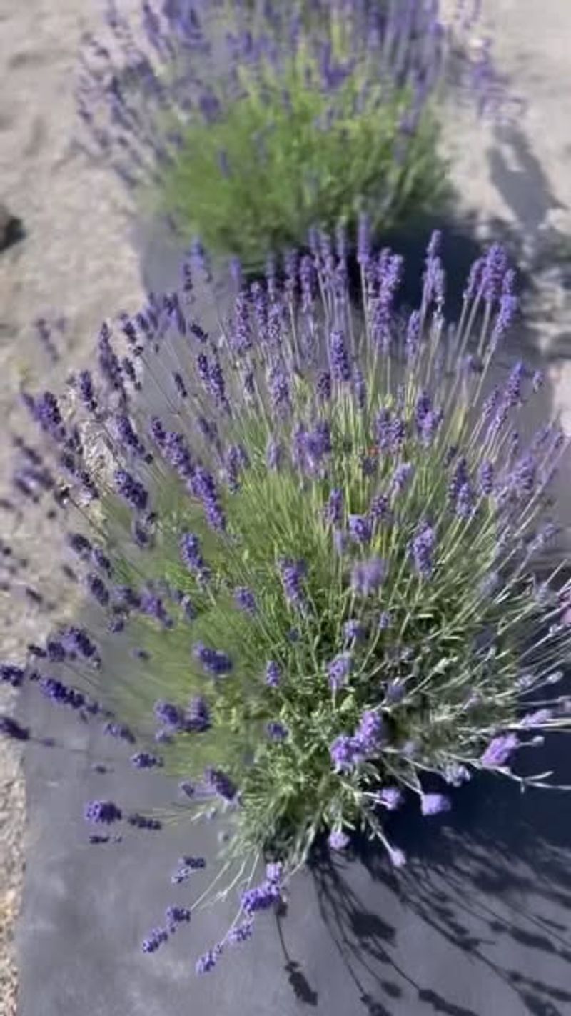 Munstead Lavender (Lavandula angustifolia 'Munstead')