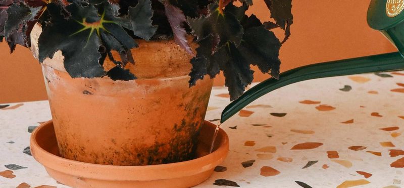 Inconsistent Watering Schedules