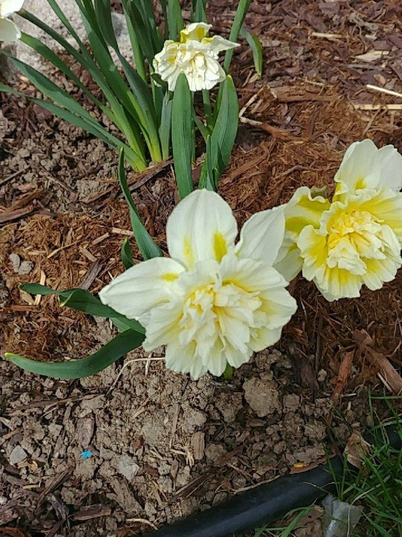 Divide Clumps When Flowering Decreases