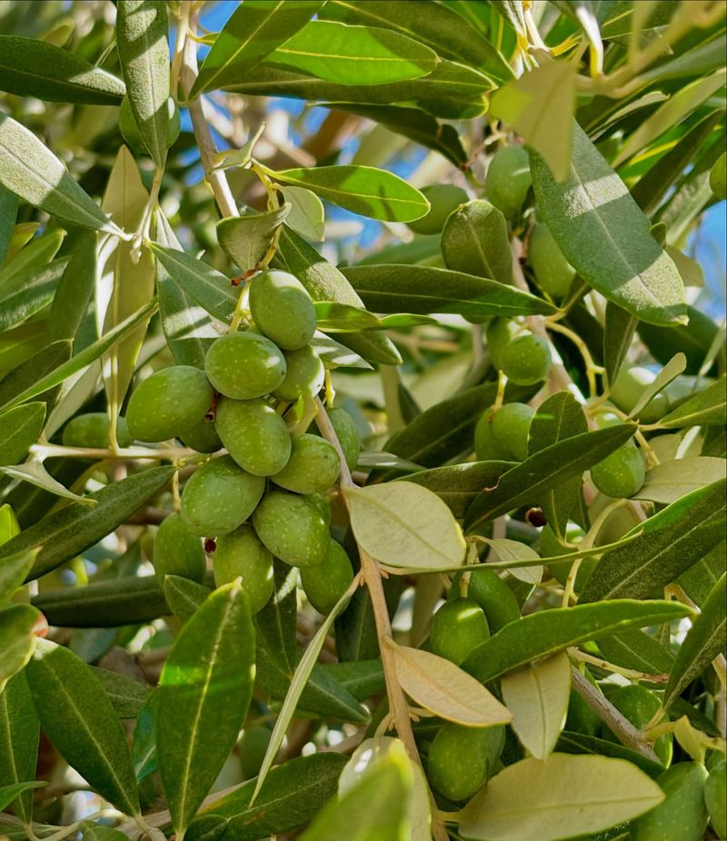 Unsuitable Olives