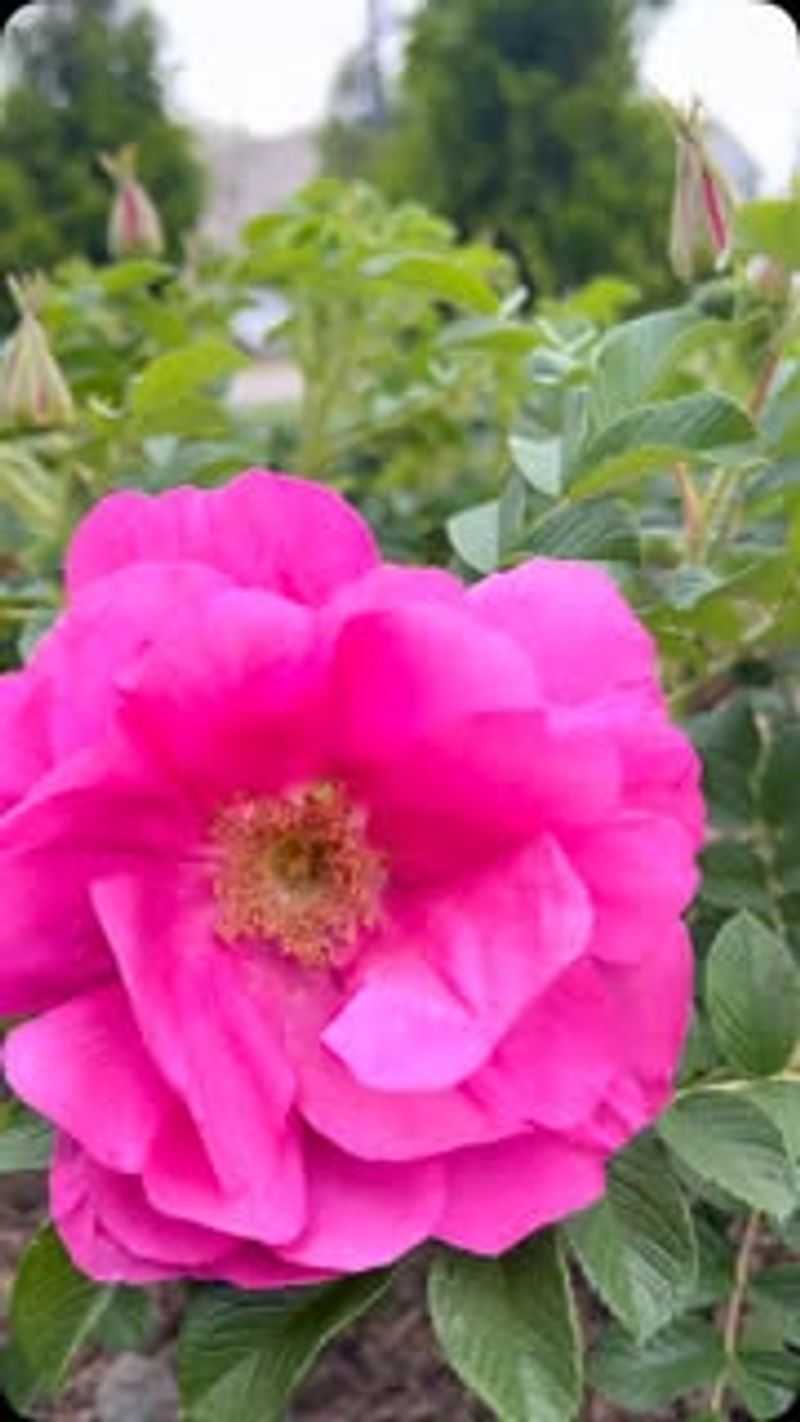 Reluctant Roses