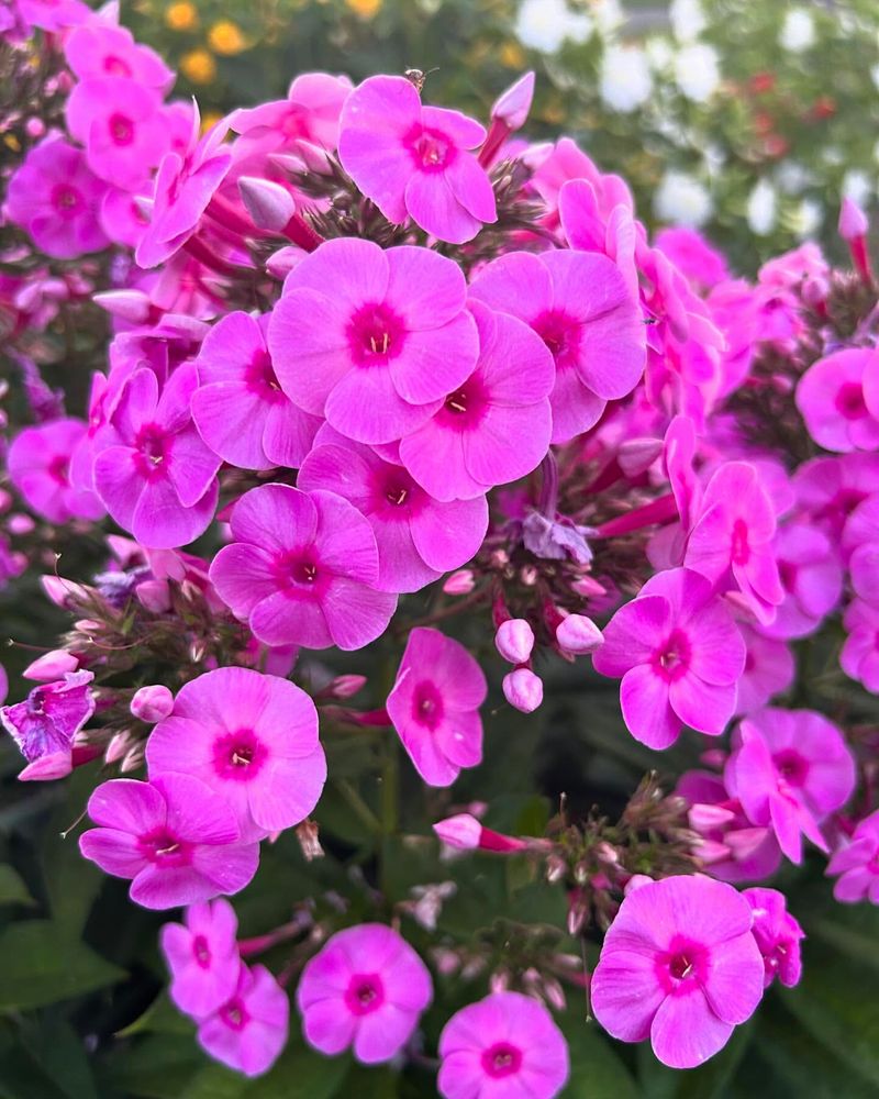 Particular Phlox