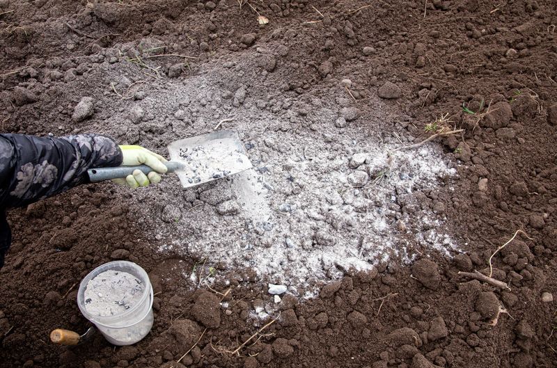 Uncomposted Wood Ash
