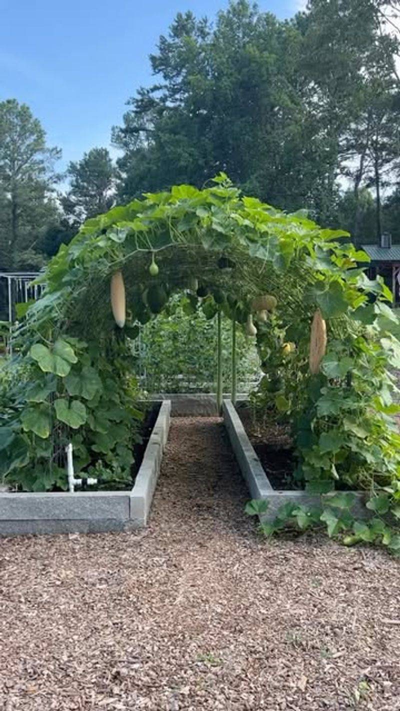 Use Sturdy Trellises For Support
