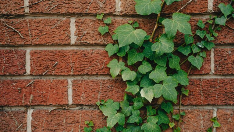 ivy plants