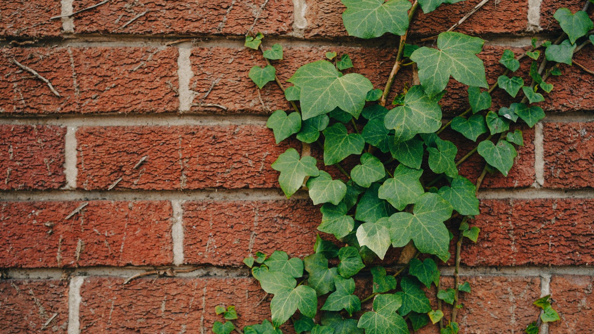 Highly Invasive Plants To Avoid In Tennessee Garden Centers
