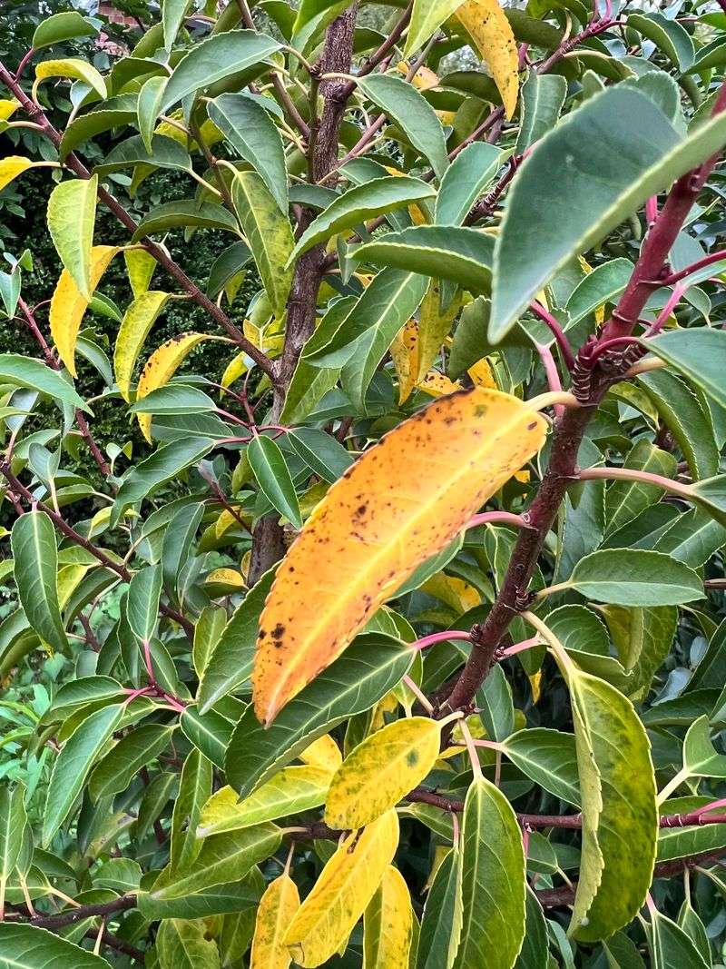 Portuguese Laurel
