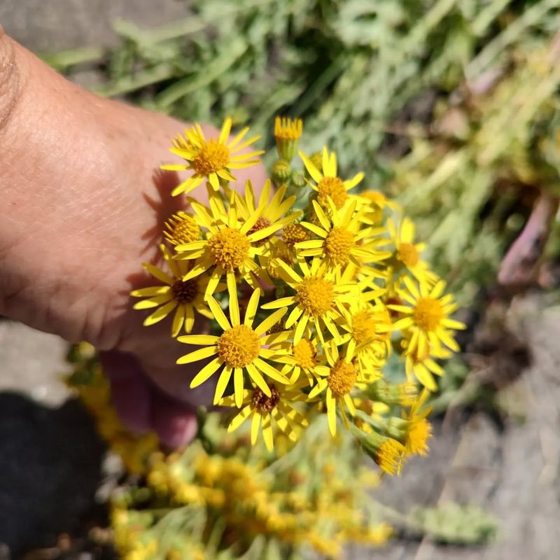 Tansy Ragwort