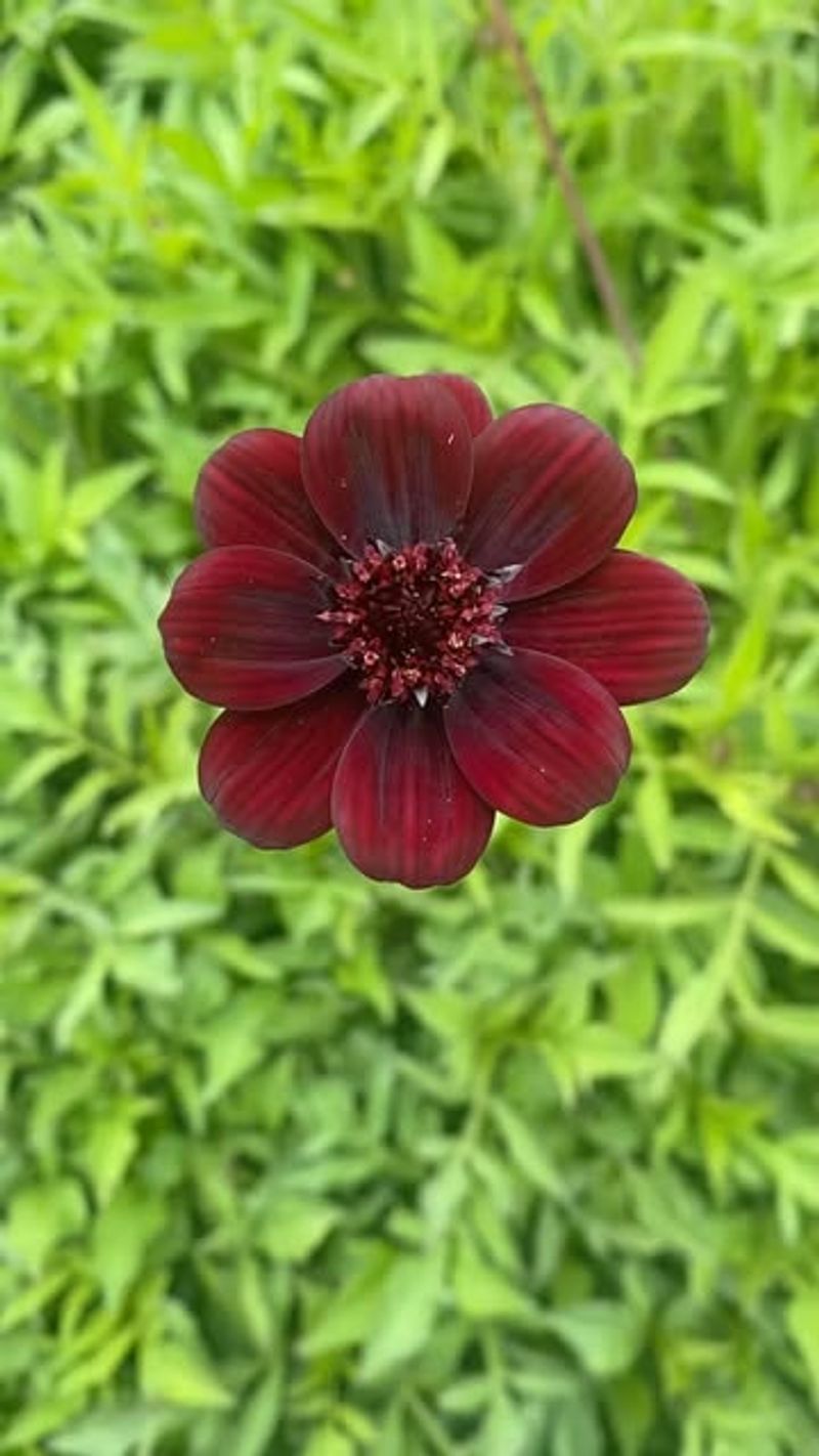Chocolate Cosmos (Cosmos atrosanguineus)